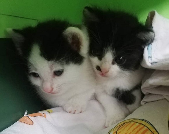 3 noch namenlose Kätzchen
