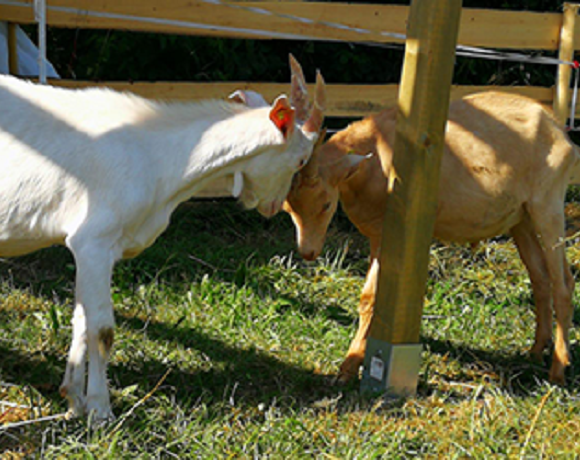 Ziegenbock Lenny und seine Geschwister