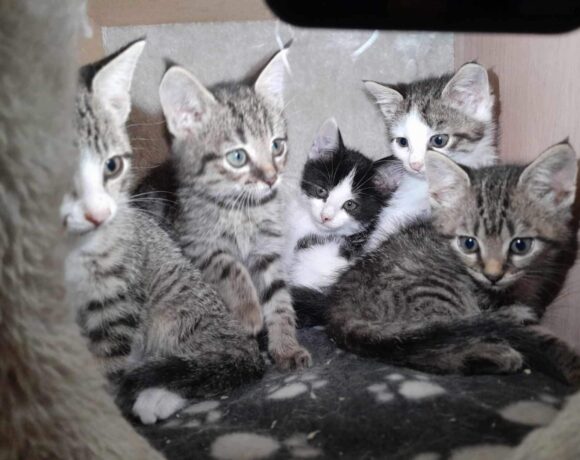 Nuri (Sissi), Finny (Mona) + Minou, Sissi + Franz, DaVinci, Lola und ihre Eltern (2 männlich + 2 weibliche Katzen)